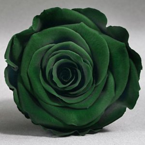 Зеленая роза в колбе