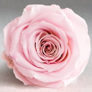 Розовая роза в колбе