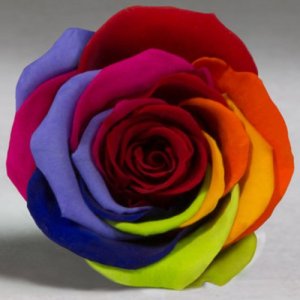 Яркая Радужная роза в колбе