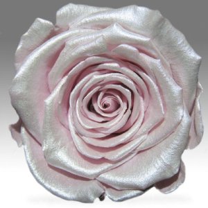 Розовая Жемчужная роза в колбе