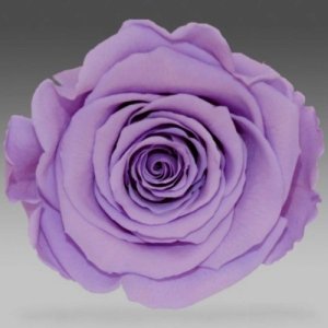 Лиловая роза в колбе