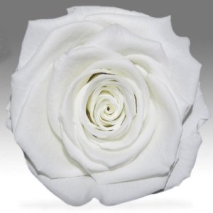 Белая роза в колбе