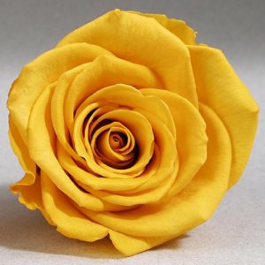 Желтая роза в колбе