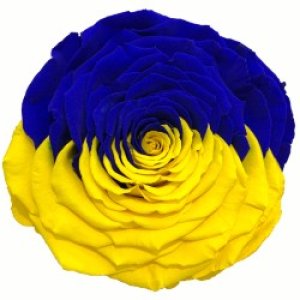 Роза в колбе "Флаг Украины"